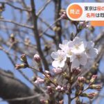 東京は今月18日に桜の開花予想 名所は早くも「開花」のところも【Nスタ】