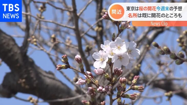 東京は今月18日に桜の開花予想 名所は早くも「開花」のところも【Nスタ】