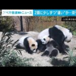 2頭に少しずつ“違い”が・・・上野動物園の双子パンダ　最新映像(2022年3月1日)