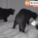 【一押し映像】寝ている間に・・・自由気ままな2匹の黒ネコ