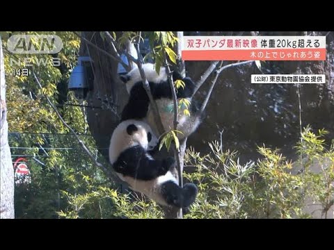 双子パンダ最新映像　20キロ超に　じゃれあう姿も(2022年3月15日)