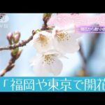 さくらニュース2022　～開花から散りゆくまで～ 　第1回「福岡や東京で開花発表」(2022年3月21日)