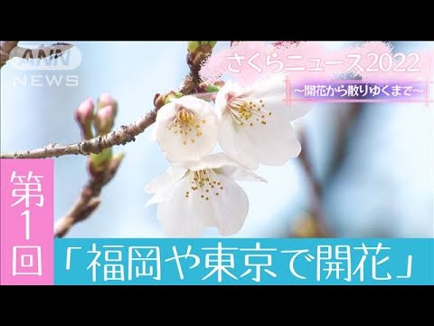 さくらニュース2022　～開花から散りゆくまで～ 　第1回「福岡や東京で開花発表」(2022年3月21日)