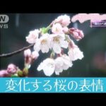 さくらニュース2022　～開花から散りゆくまで～ 　第2回「変化する桜の表情」(2022年3月27日)