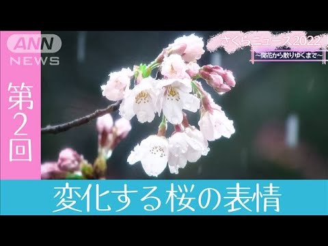 さくらニュース2022　～開花から散りゆくまで～ 　第2回「変化する桜の表情」(2022年3月27日)