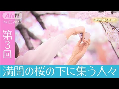 さくらニュース2022　～開花から散りゆくまで～　第3回「満開の桜の下に集う人々」(2022年3月28日)