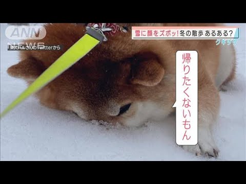 雪の中に顔をズボッ！「テコでも動かんぞ」(2022年3月22日)