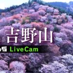【桜／24時間LIVE】日本一の名所『奈良・吉野山の桜』移り変わりをたっぷりと！（中千本・上千本）