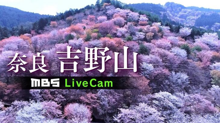 【桜／24時間LIVE】日本一の名所『奈良・吉野山の桜』移り変わりをたっぷりと！（中千本・上千本）