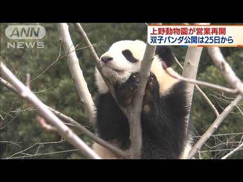 双子パンダは25日から公開　上野動物園が営業再開(2022年3月23日)