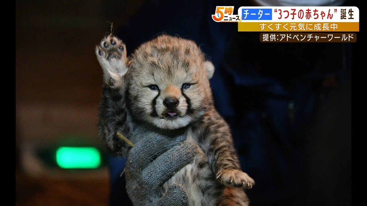 3つ子のチーターの赤ちゃん誕生！成長の様子は公式SNSで配信　アドベンチャーワールド（2022年3月29日）