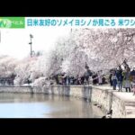 「日米友好の桜」米ワシントンで見ごろ　3年ぶりに祭り復活(2022年3月30日)