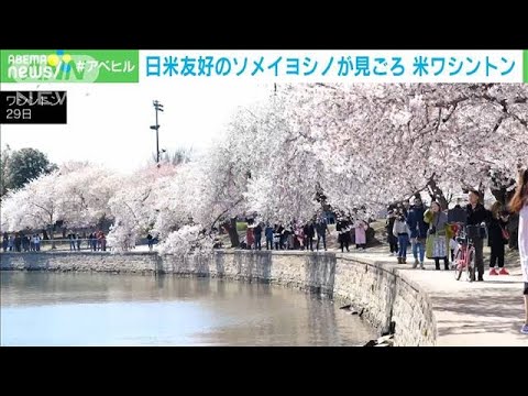 「日米友好の桜」米ワシントンで見ごろ　3年ぶりに祭り復活(2022年3月30日)