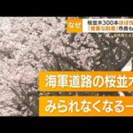 横浜・桜の名所「海軍道路」　桜並木300本ほぼ伐採へ・・・“老木化”“道路拡張”で無念(2022年3月30日)