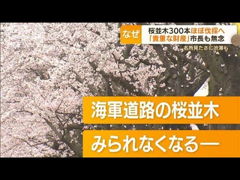 横浜・桜の名所「海軍道路」　桜並木300本ほぼ伐採へ・・・“老木化”“道路拡張”で無念(2022年3月30日)