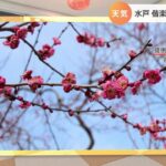 【3月2日関東の天気】寒さで遅れた梅の開花
