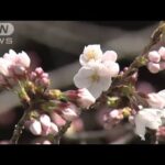【速報】東京で桜が開花　平年より4日早く去年より6日遅い　気象庁(2022年3月20日)