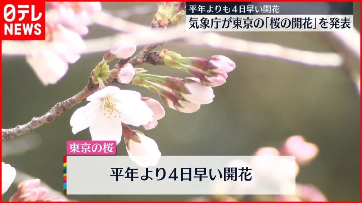 【開花発表】東京「桜の開花」発表　平年より4日早く