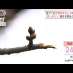 桜の標本木など4本折れる“不審な男”開花予想日の目前で「許しがたい」(2022年3月22日)