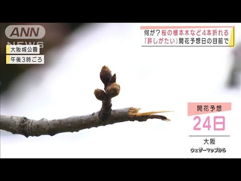 桜の標本木など4本折れる“不審な男”開花予想日の目前で「許しがたい」(2022年3月22日)