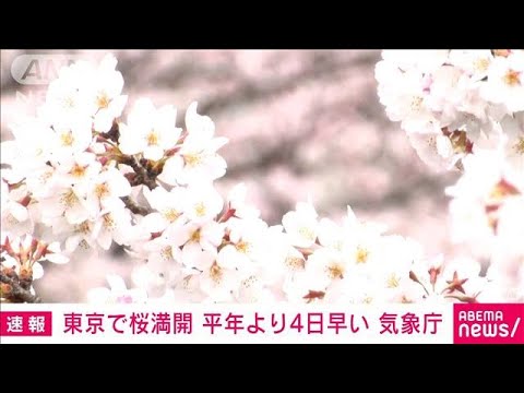 【速報】東京で桜満開　平年より4日早く、去年より5日遅い　気象庁(2022年3月27日)