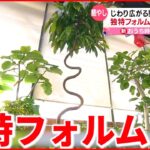 【観葉植物】”自粛疲れ”も癒やす おうちグリーンの楽しみ方