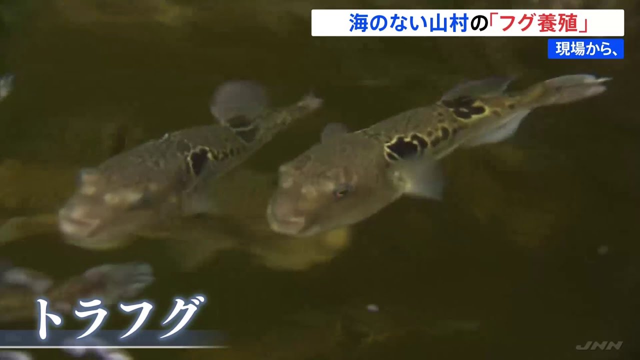 海のない奈良の山奥の村が「フグ養殖」に挑戦【現場から、】
