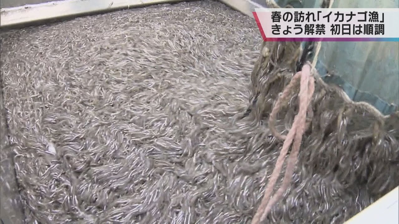 ３月１日は“春を告げるイカナゴ漁”解禁日　漁獲量は順調な滑り出し　値段は高止まり１キロ３２００円