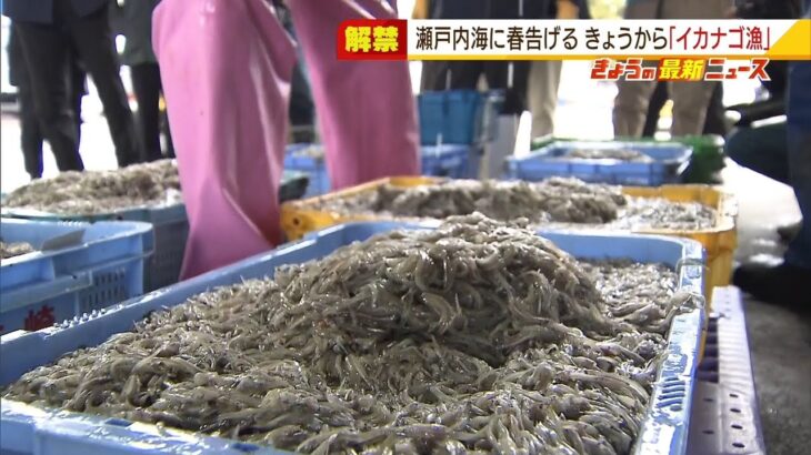 春の味覚として親しまれる『イカナゴ』の稚魚が瀬戸内海で水揚げ　兵庫県明石市（2022年3月1日）