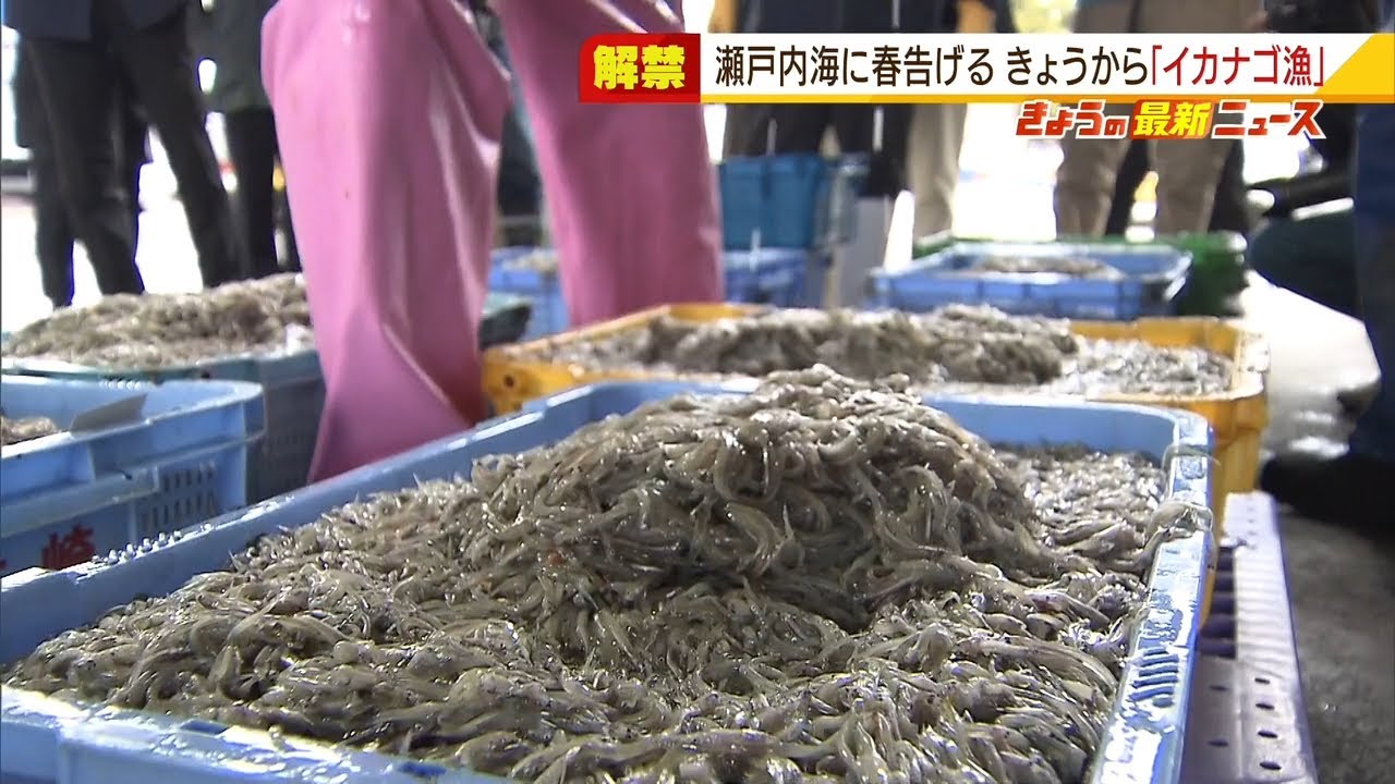 春の味覚として親しまれる『イカナゴ』の稚魚が瀬戸内海で水揚げ 兵庫県明石市(2022年3月1日)