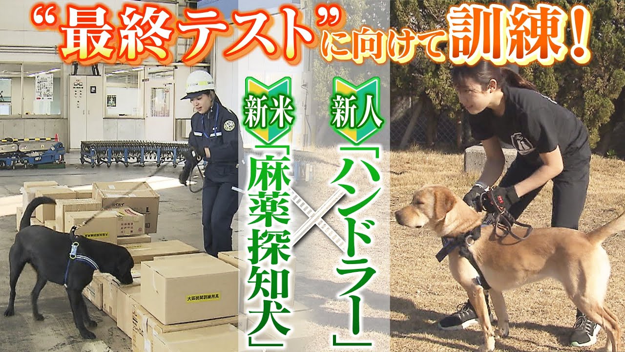 【ルーキーがタッグ】新米「麻薬探知犬」と新人「ハンドラー」の挑戦…現場に出るため”最終テスト”に向けて訓練 阿吽の呼吸で不正薬物摘発へ!(2022年2月25日)