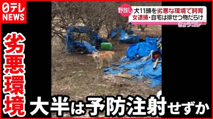 【逮捕】劣悪環境で犬１１頭飼育 自宅は“排せつ物だらけ” ６０歳女を逮捕