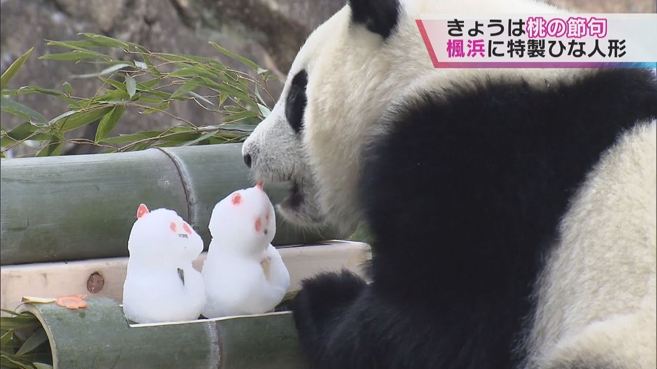 白浜の末っ子パンダ「楓浜」に特製ひな人形プレゼント　雪だるまにリンゴやニンジンをプラス