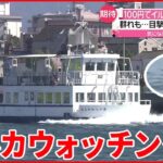 【イルカ】”渡し船”から目撃相次ぐ 福岡・北九州市