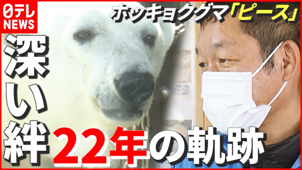 【秘話】人工哺育の“成功例”なし…ホッキョクグマ「ピース」と飼育員の22年 愛媛・とべ動物園 NNNセレクション