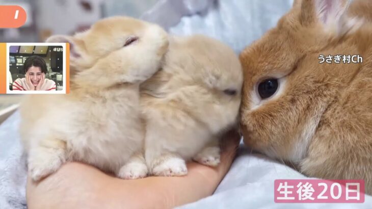 【一押し映像】ウサギの赤ちゃん