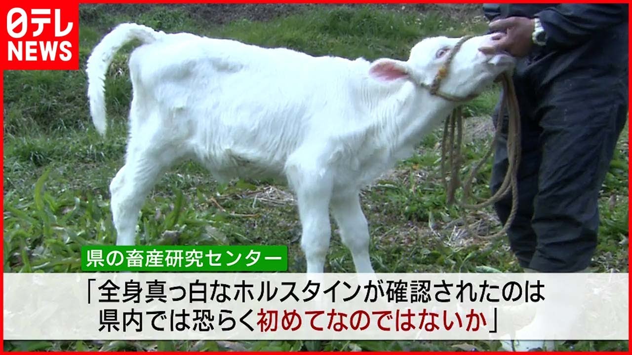 【話題】まるでヤギ… “真っ白なホルスタイン”生まれる 愛媛
