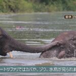 【日本から１万ｋｍ以上】ゴリラやライオン『野生動物の迫力』を間近に体感！ウガンダ共和国の「オンラインツアー」(2022年3月3日)