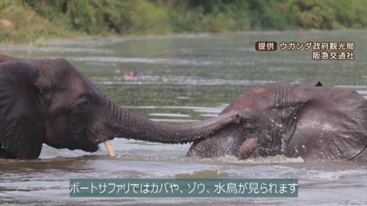 【日本から１万ｋｍ以上】ゴリラやライオン『野生動物の迫力』を間近に体感！ウガンダ共和国の「オンラインツアー」(2022年3月3日)