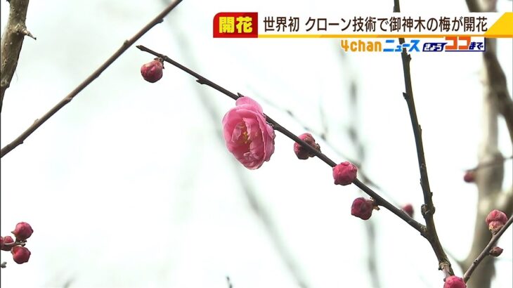 世界初「クローン技術で生まれた梅が開花」　北野天満宮の御神木『飛梅』の細胞を培養（2022年3月4日）