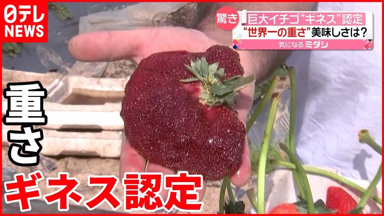 【巨大イチゴ】その味は? “世界一の重さ”でギネス世界記録に認定 イスラエル