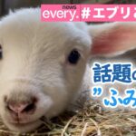 【癒し】“頭突き”で話題の赤ちゃんヒツジ”　ふみふみ”しちゃうかわいい姿も