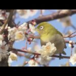 春の訪れ　大阪・鶴見緑地で梅の花が見頃