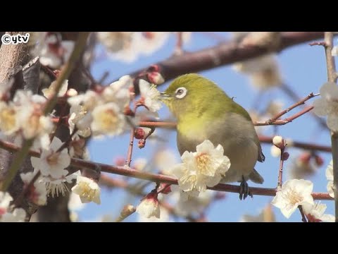 春の訪れ　大阪・鶴見緑地で梅の花が見頃