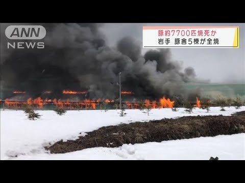 豚約7700匹焼け死ぬ　豚舎5棟が全焼　岩手・八幡平市(2022年3月26日)