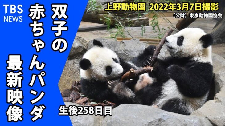 【最新映像】上野動物園の双子のパンダ「 ママ、僕にもタケちょうだい！」 （3月7日撮影）