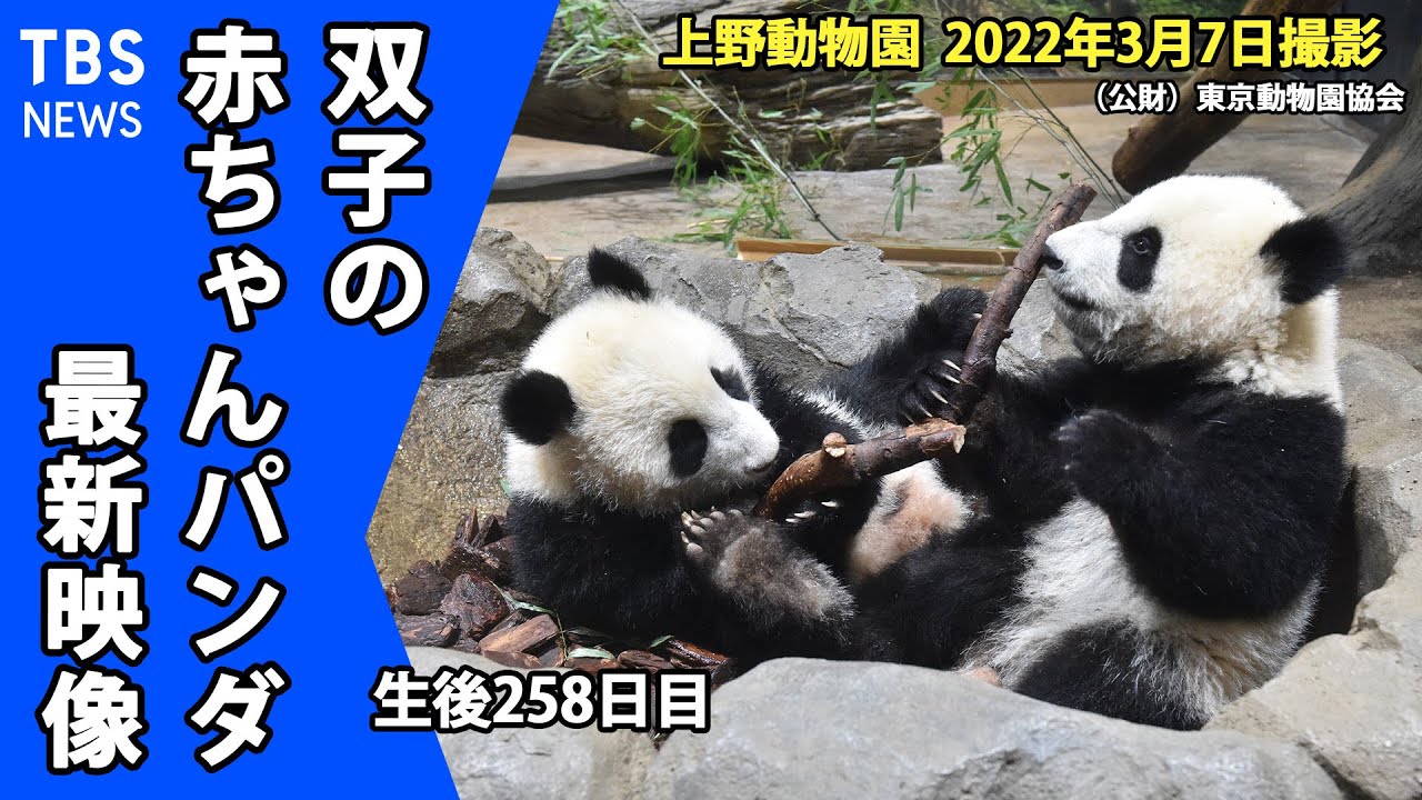 【最新映像】上野動物園の双子のパンダ「 ママ、僕にもタケちょうだい！」 （3月7日撮影）