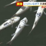 【いったいなぜ？】大阪市内の川で『魚が大量死』　府の水質調査で異常は無し…原因不明で回収して調査（2022年3月8日）