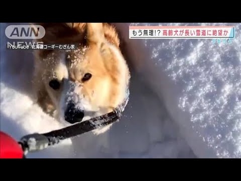 もう限界・・・帰ります　高齢犬が長い雪道に絶望か(2022年3月8日)