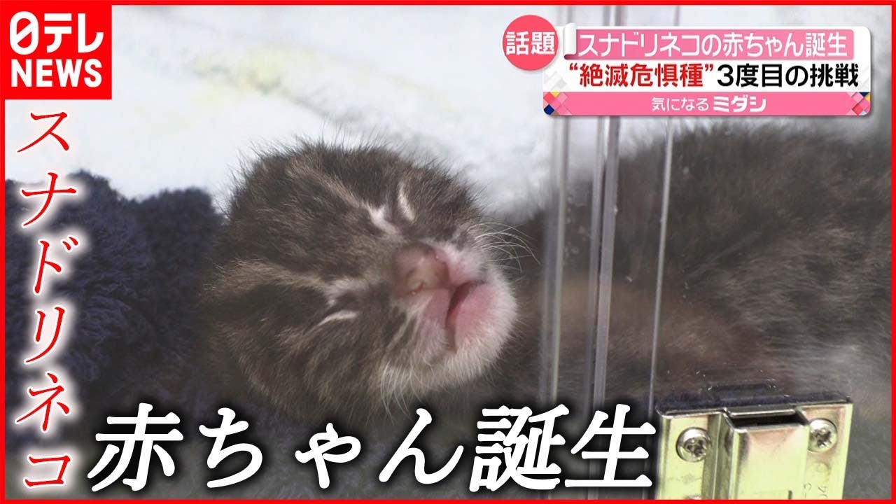 【絶滅危惧種】「スナドリネコ」の赤ちゃん誕生 鳥羽水族館